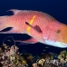 hogfish_mexican_alc_ci_h_0101_cos3135.jpg